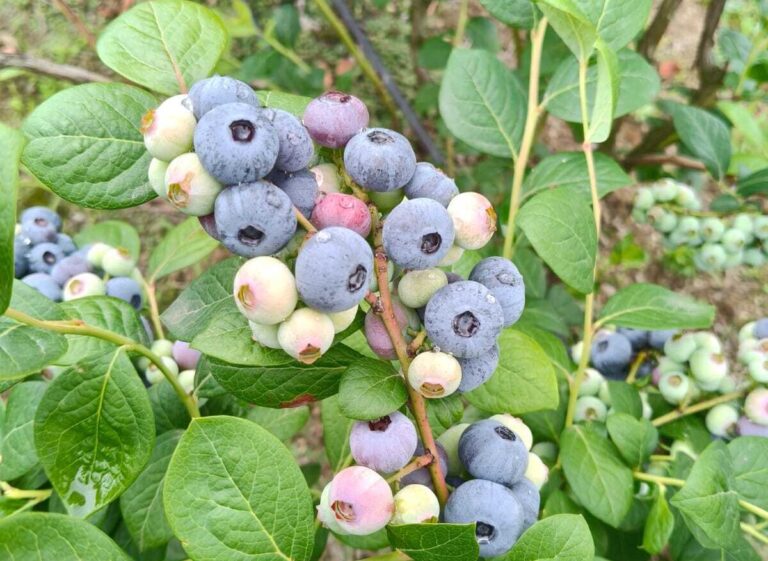 Portugal blueberry