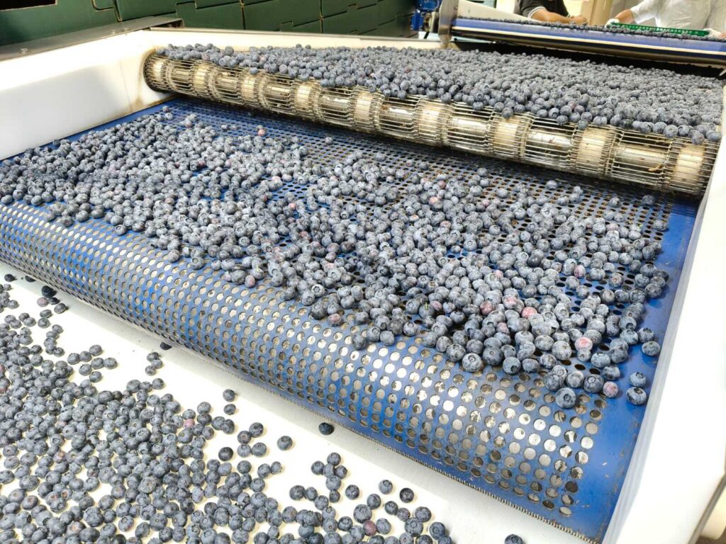 Portugal gets early pick in European blueberry season