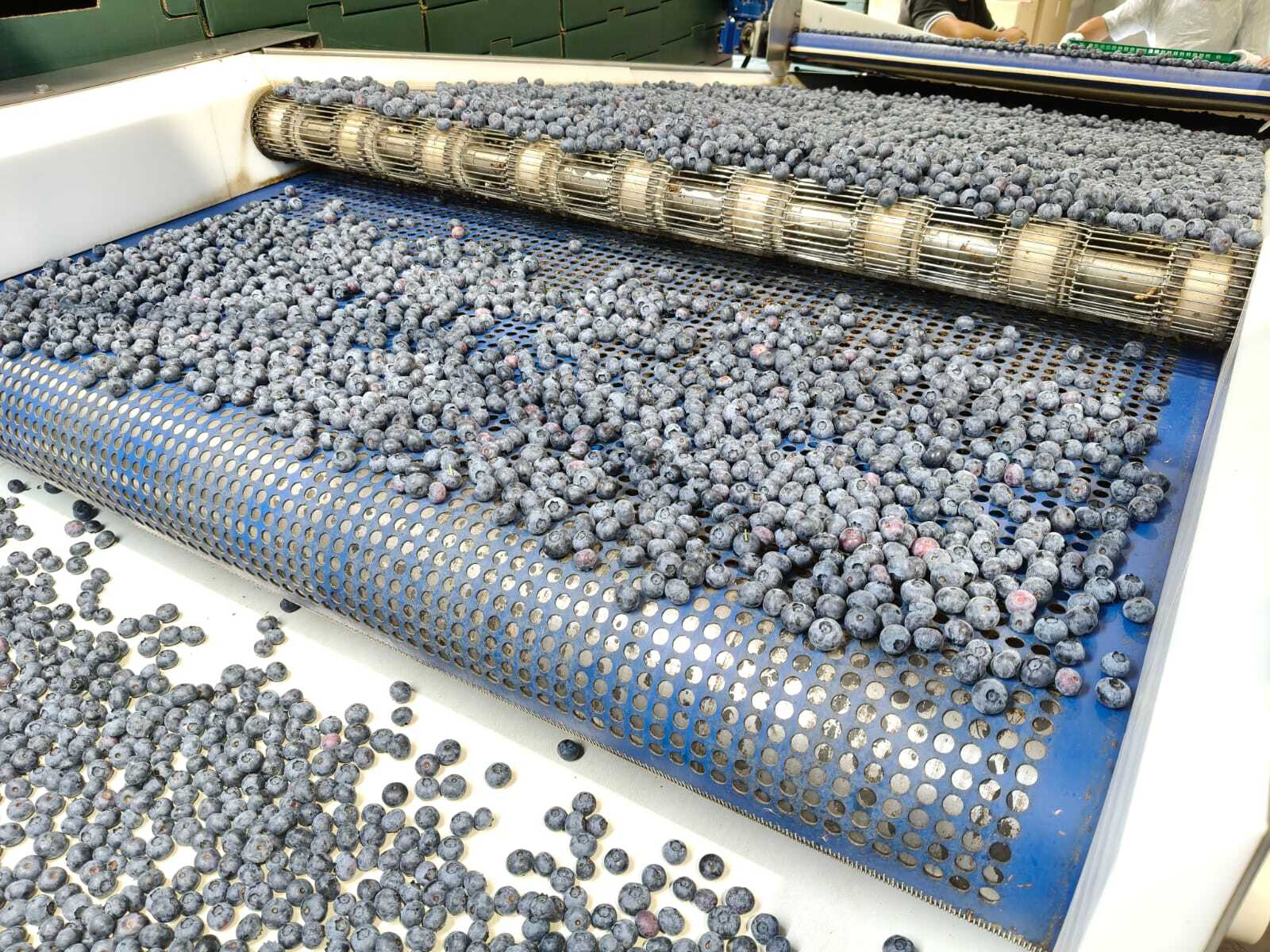Portugal gets early pick in European blueberry season