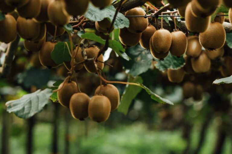 Zespri green kiwifruit, potentially