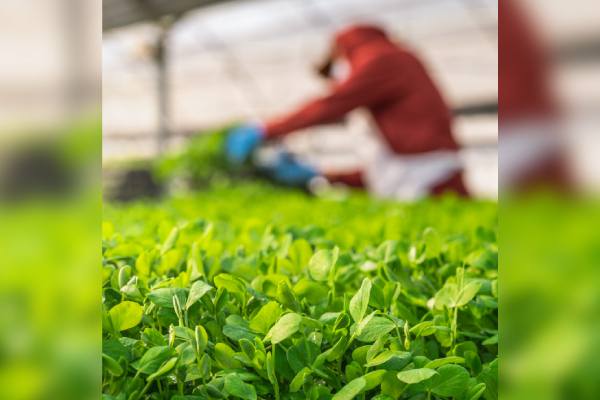 San Diego Farms, Fresh Origins Microgreens