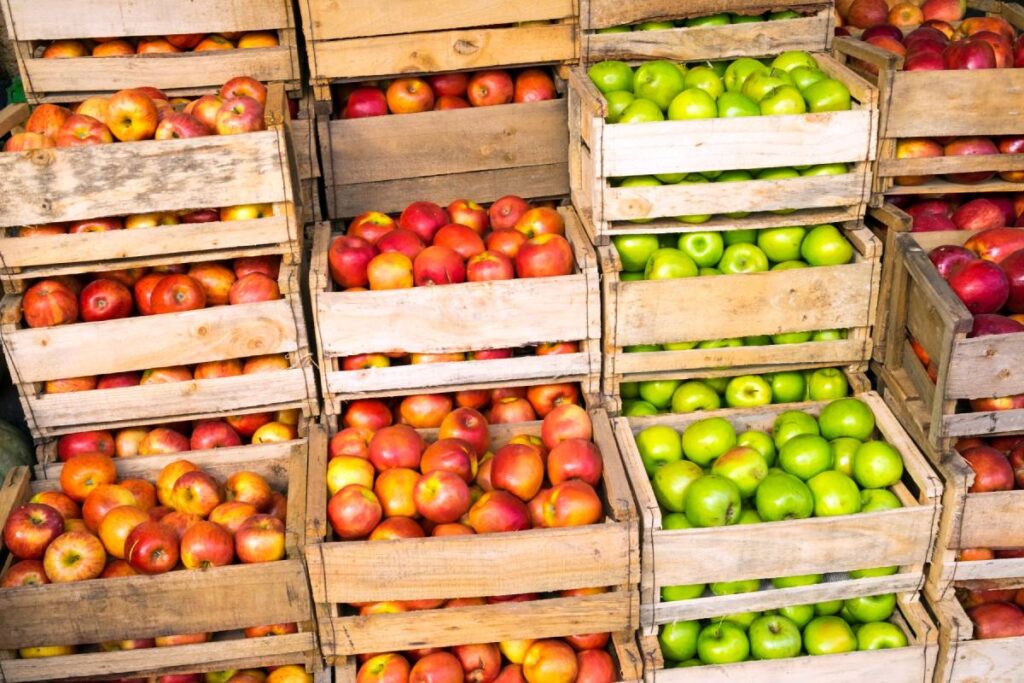 Brazilian apple exports triple in the first half of 2026