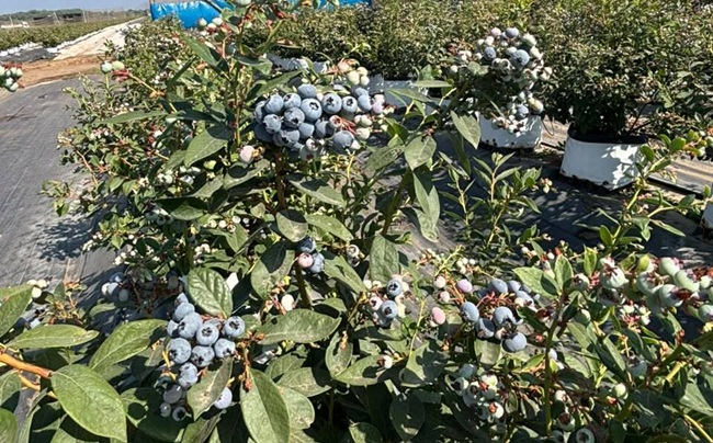 Inka’s Berries
