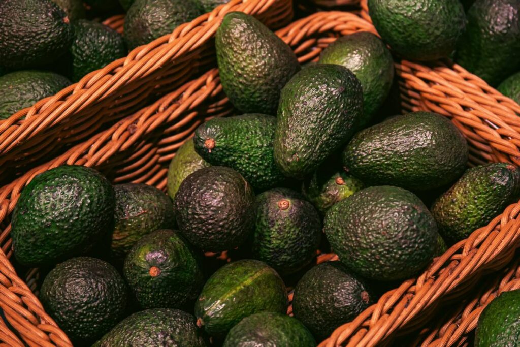 New Zealand Avocado readies for bumper export season
