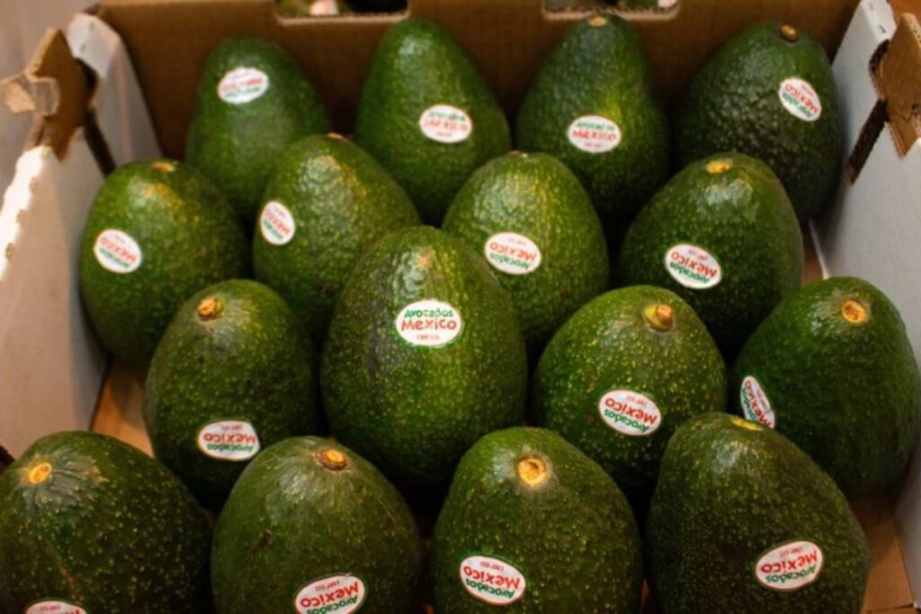 Mexican avocado industry ensures stable US supply during the 2026-27 season
