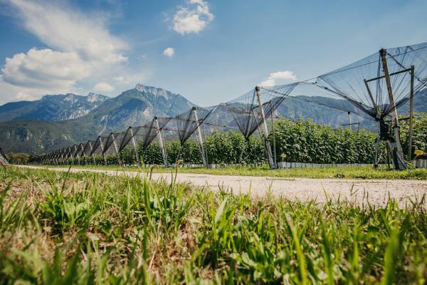 Fall Creek Berryplant acquisition