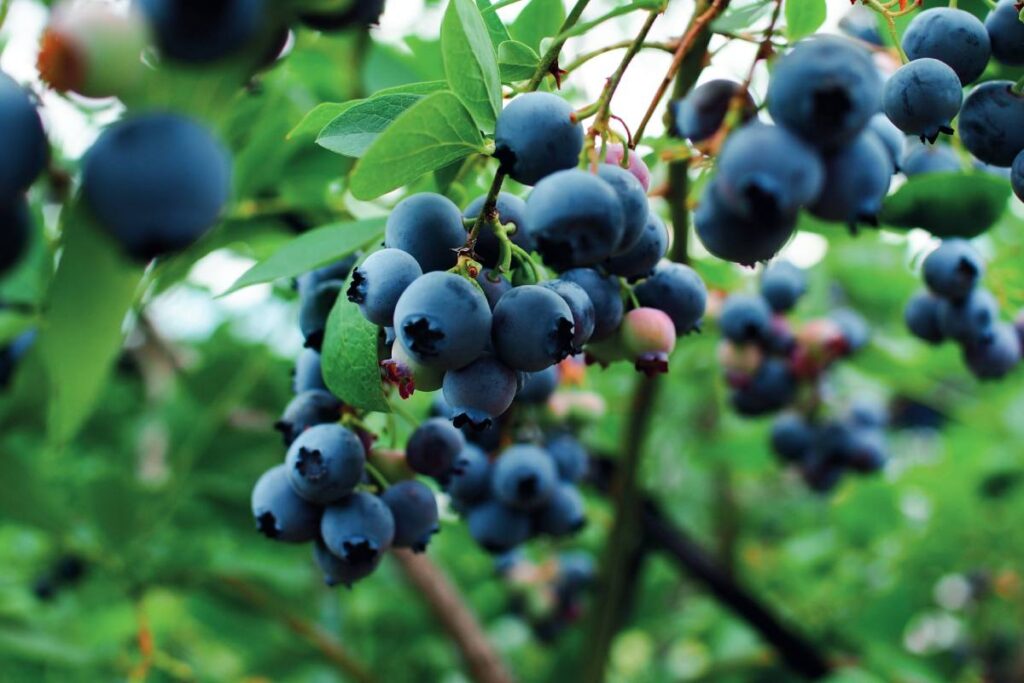 A bruising start gives way to cautious optimism for Northern Hemisphere blueberry growers