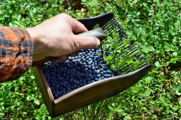 blueberry harvest