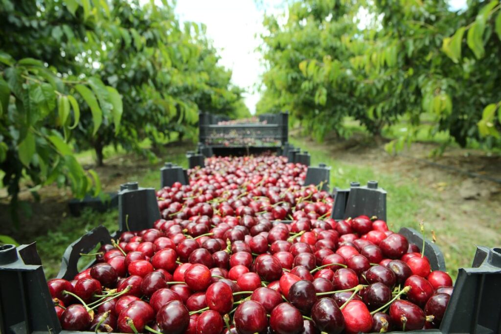 Weather abnormalities and quality issues bring California’s cherry season to an abrupt end