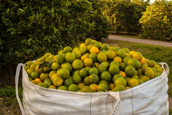 citrus