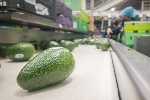 mexican avocado in a conveyor belt