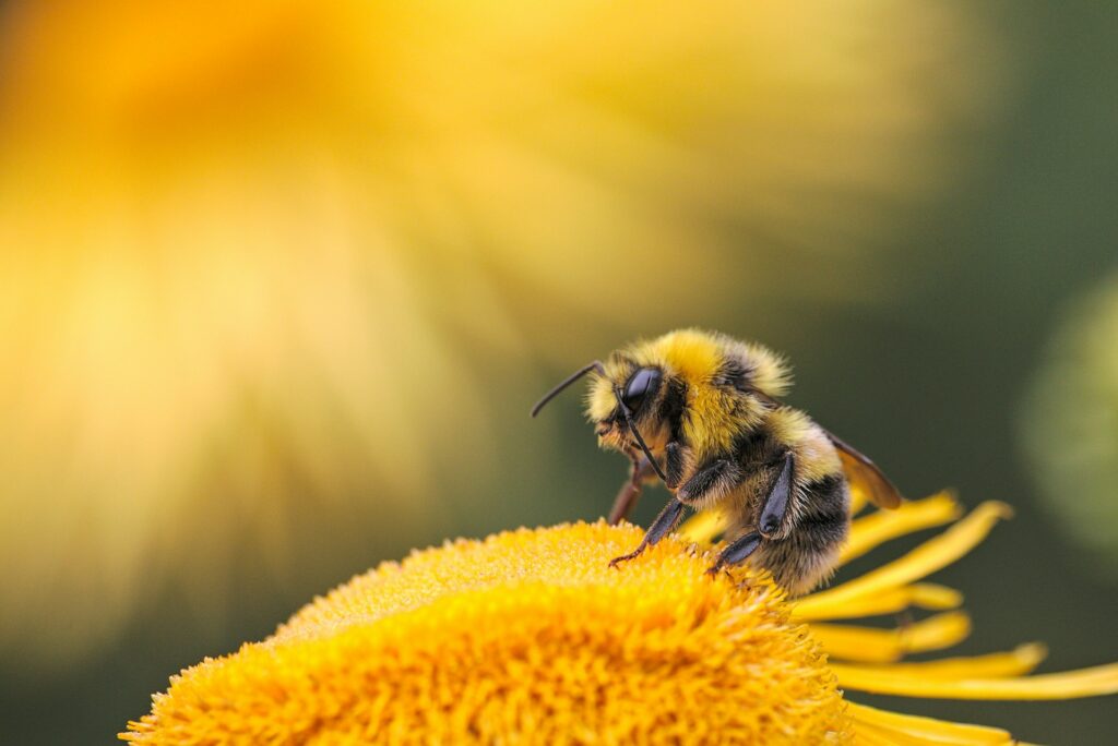 Native chimney bees could hold the key to more effective blueberry pollination