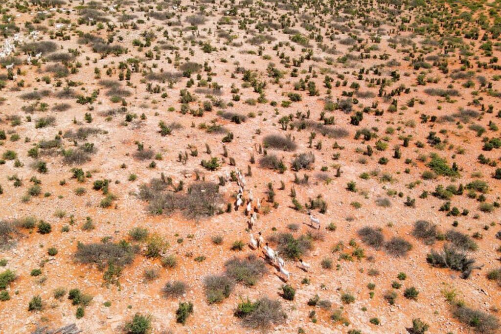 Bracing for El Niño: FAO and WFP launch joint appeal to protect 8.8 million people from extreme weather events