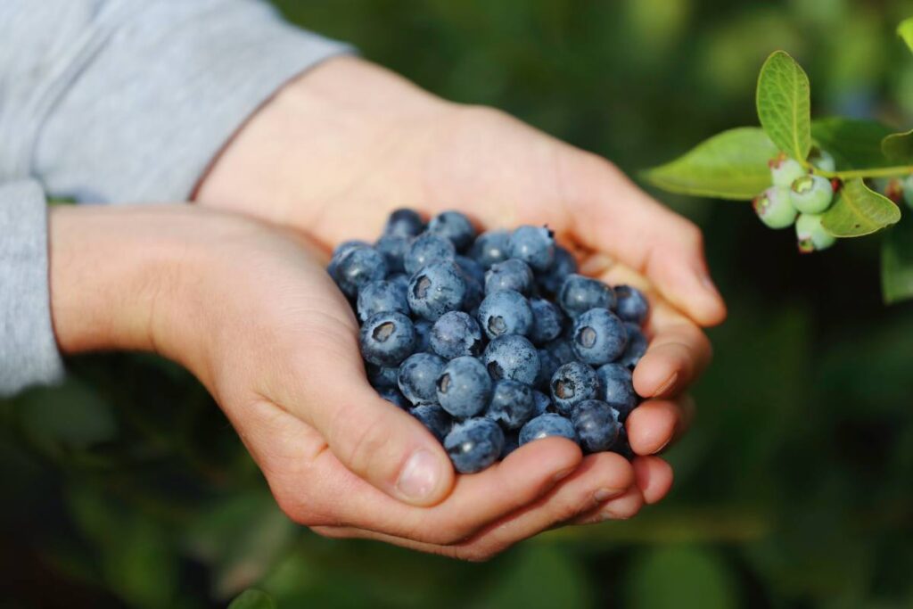Family Tree Farms and Mountain Blue Orchards celebrate 18 years of innovation