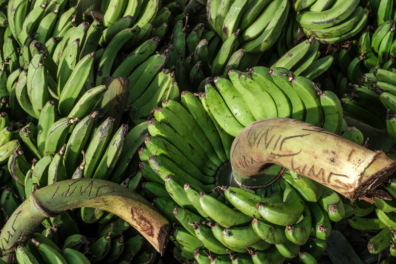 FAO highlights agrifood projects for climate and biodiversity goals