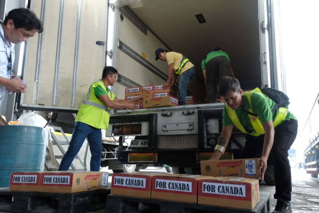 Filipino mangoes make their Canadian market debut