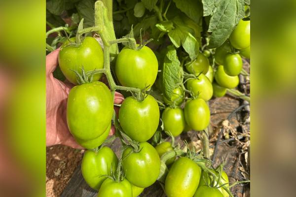 Fresh Farms baja california tomatoes