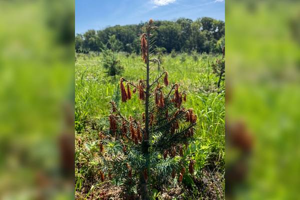 Maryland crop damage due to freeze