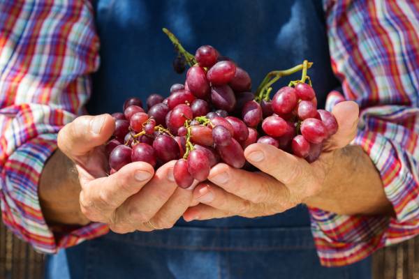 Table grapes