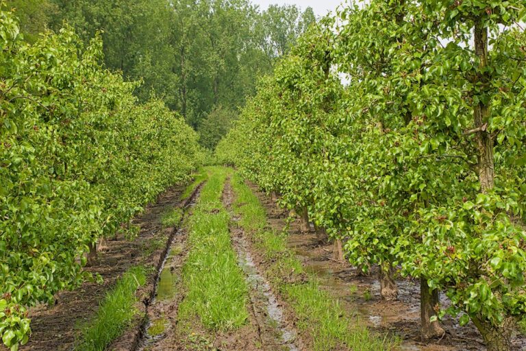 Belgian apple orchard