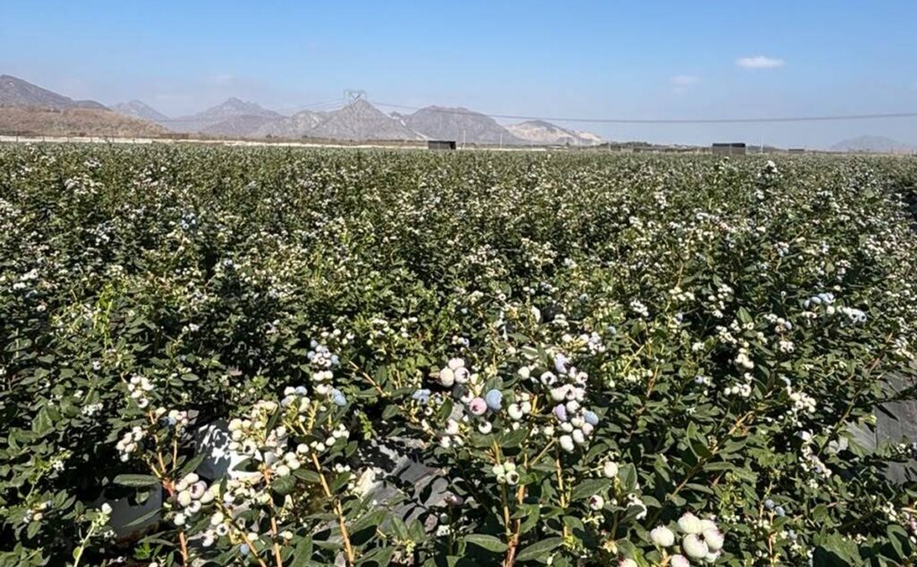 Inka’s Berries’ ambitious export goals: The firm wants to ship 1,000 blueberry containers