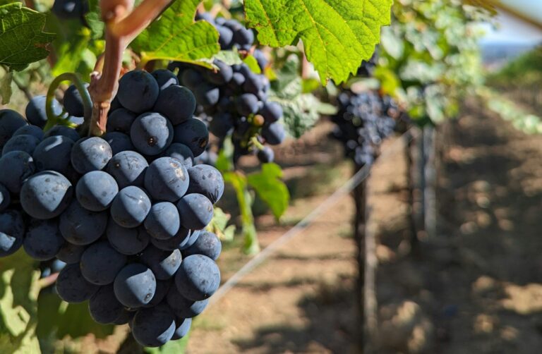 Italian table grapes