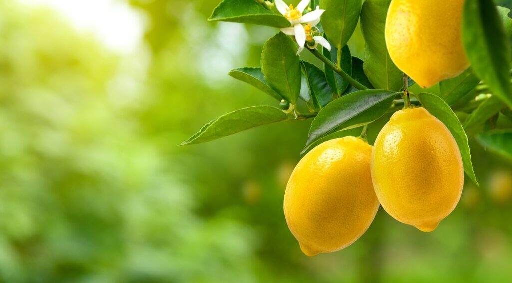 Lower northern supplies boost Argentine lemon exports