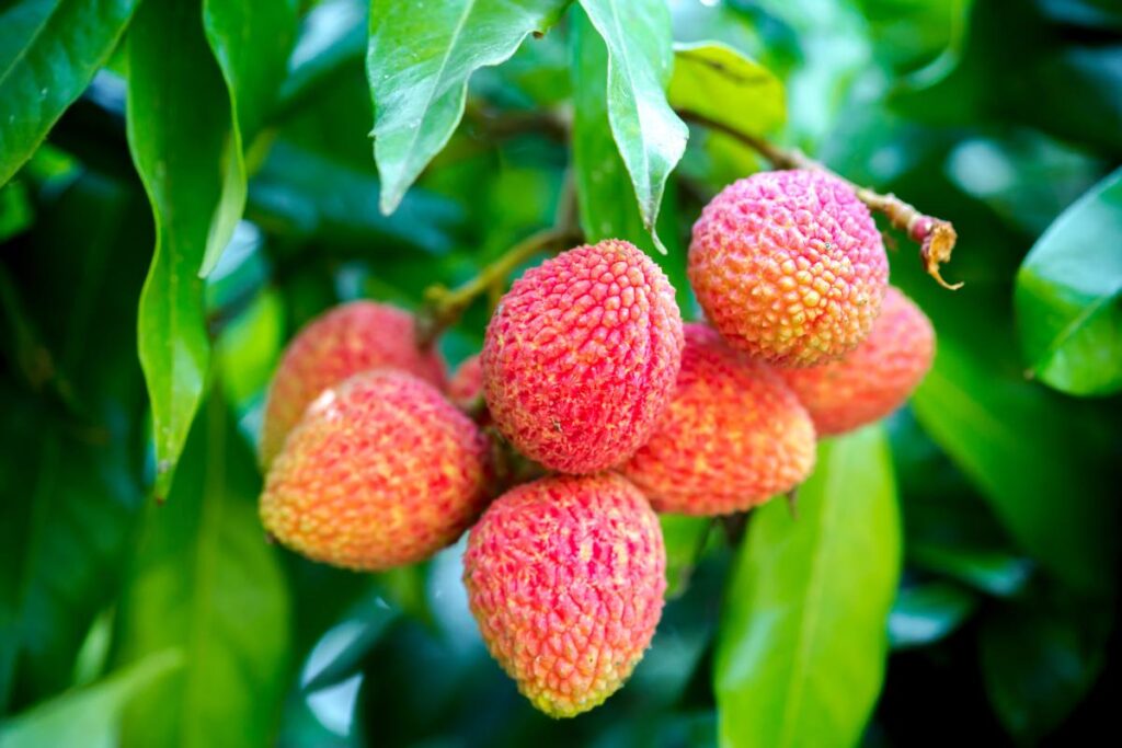 Meet the world's first lychee-longan hybrid