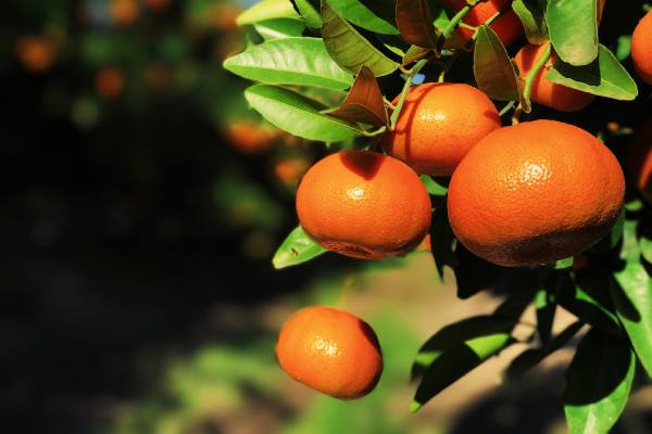 South African mandarin harvest was affected by floods