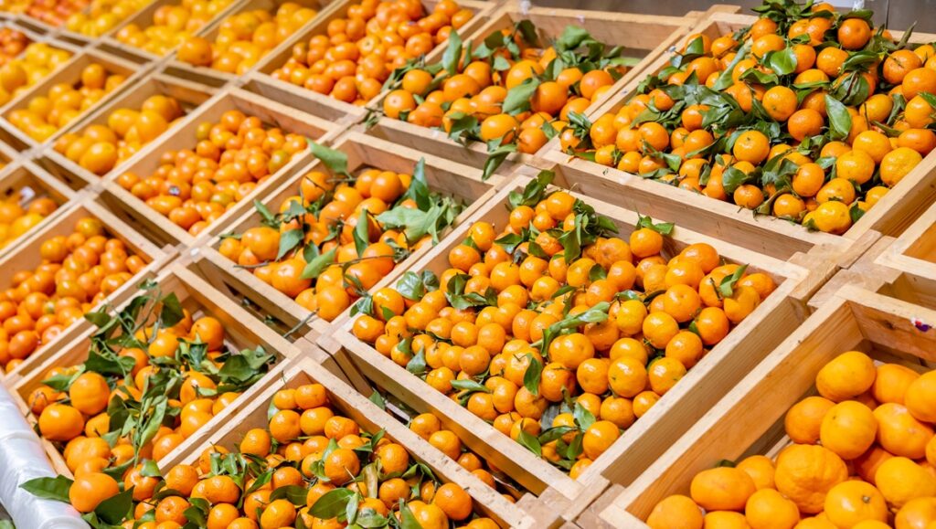 From weather challenges to export success: A look into the 2026 Southern Hemisphere citrus season