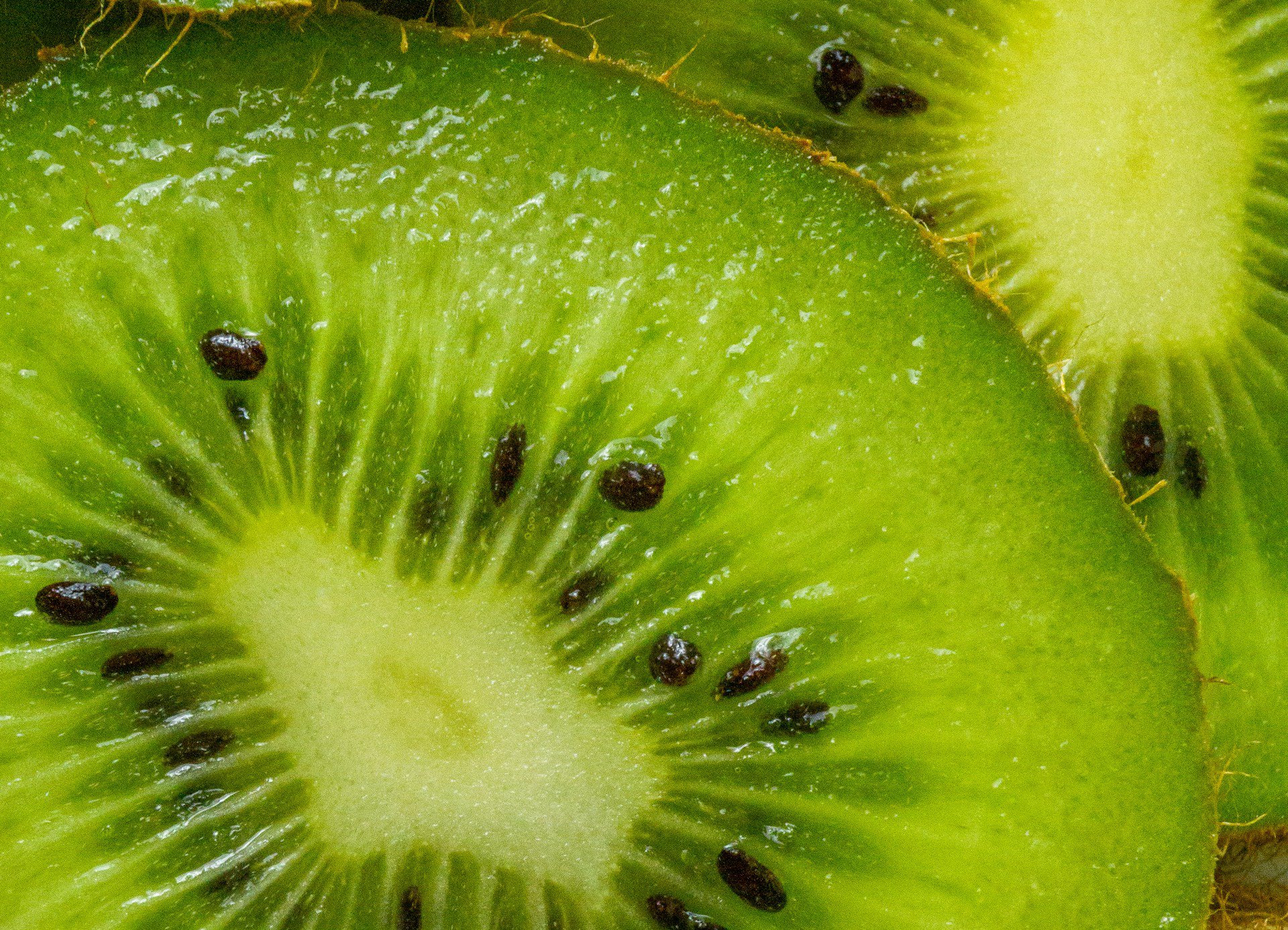 Chilean kiwifruit exports jump 16 percent as industry doubles down on quality