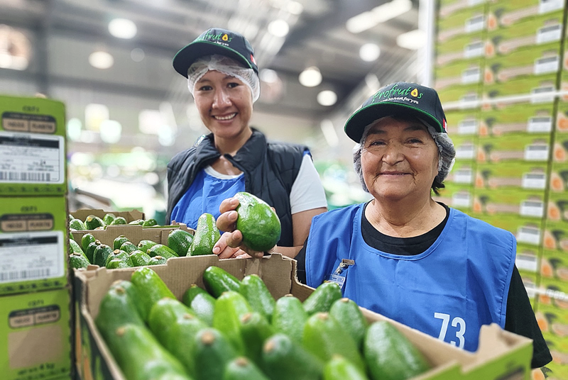 ProHass warns of climate impact on avocado: Peruvian season could end a month earlier