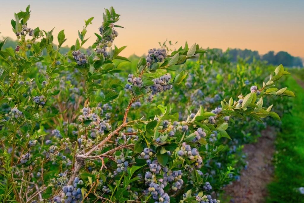 Naturipe Farms delivers record volumes of premium blueberries as consumer demand surges