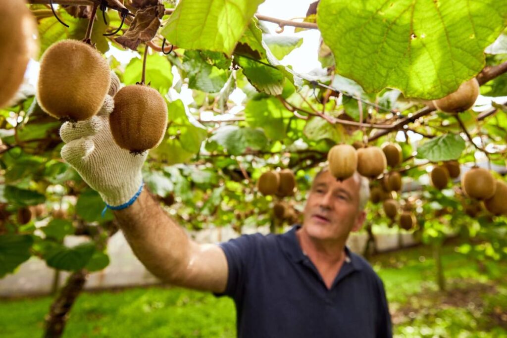 New Zealand completes record-breaking, largest-ever kiwifruit harvest