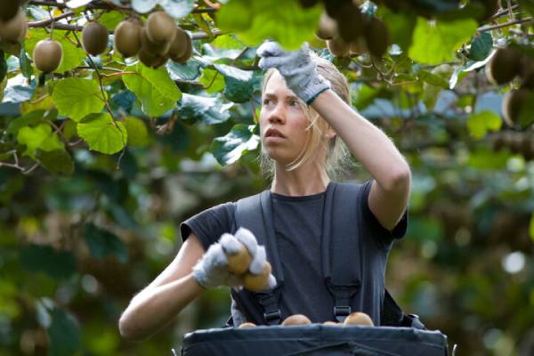 new zealand kiwifruit harvest