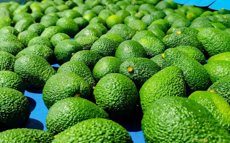 Peruvian avocado