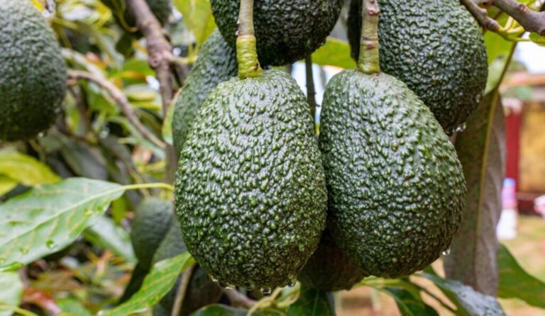 Peruvian avocado