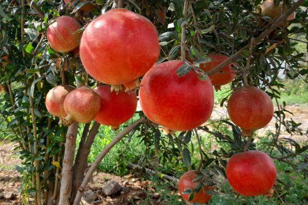 peruvian pomegranate