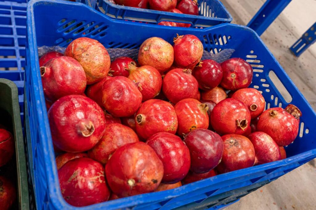 Peruvian pomegranate industry projects closing a challenging season with up to 25 percent growth