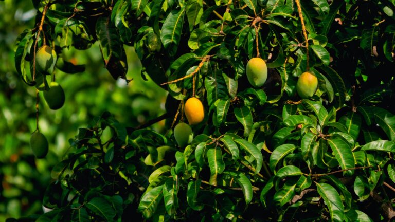Dominican mangoes
