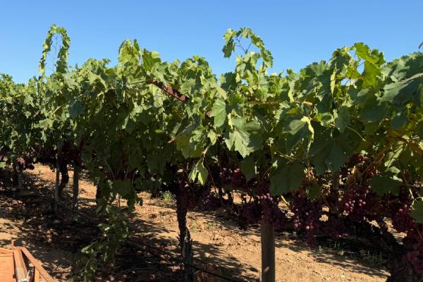 San joaquin valley table grapes