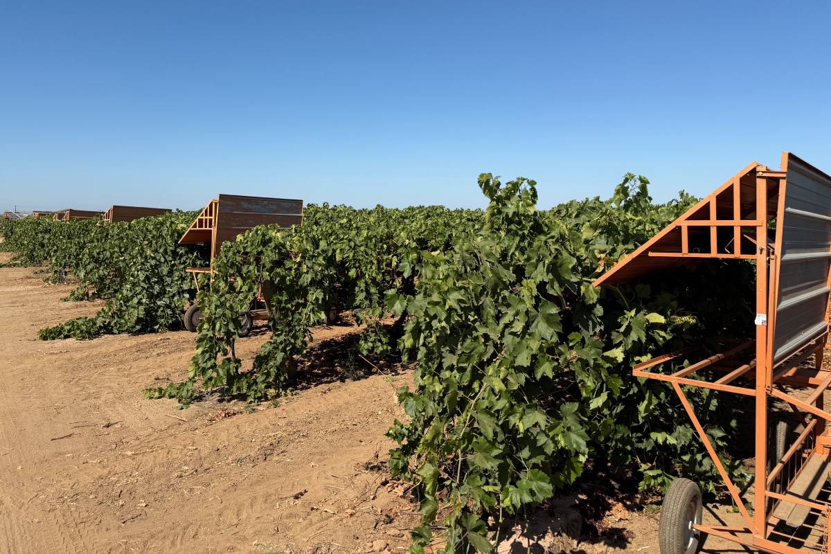 California table grape season: San Joaquin Valley fruit is ready for the relay
