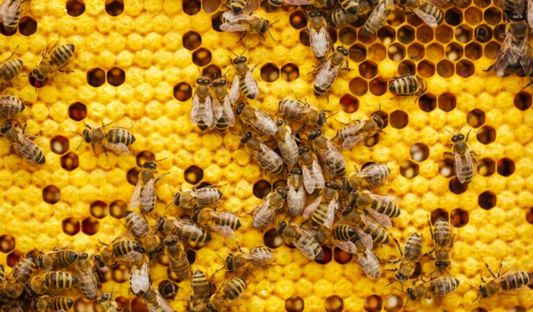 chimney bees