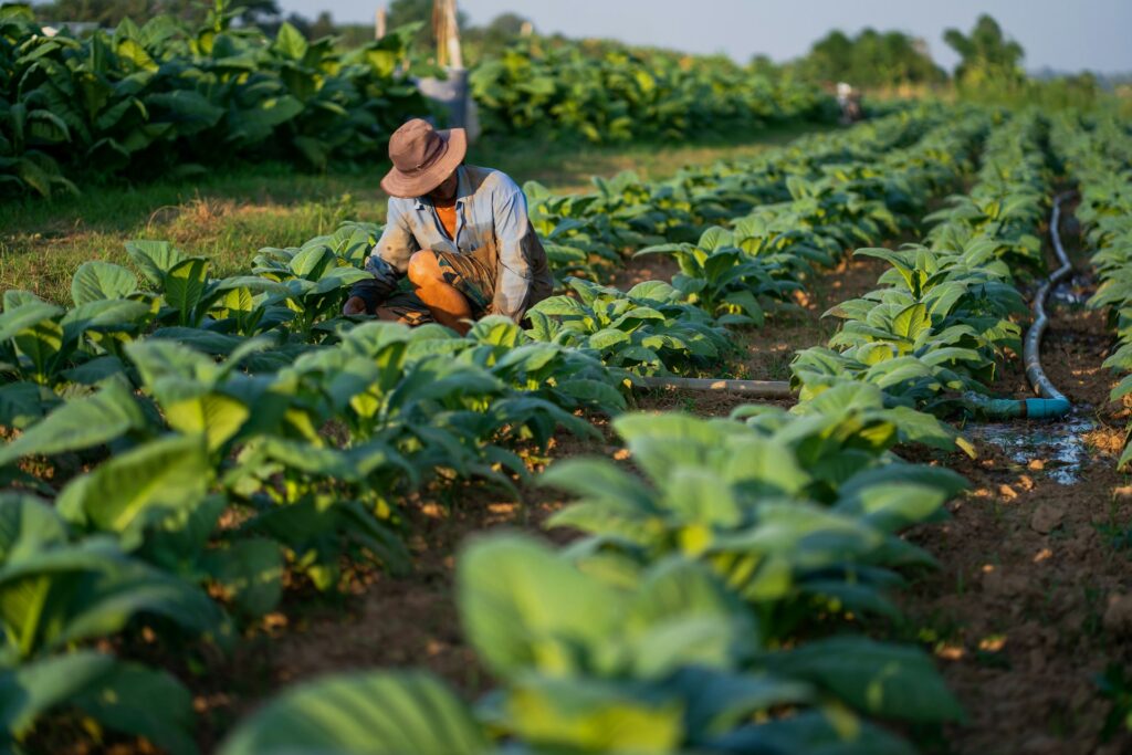 Proposed H-2A reforms spark debate over wages and worker rights