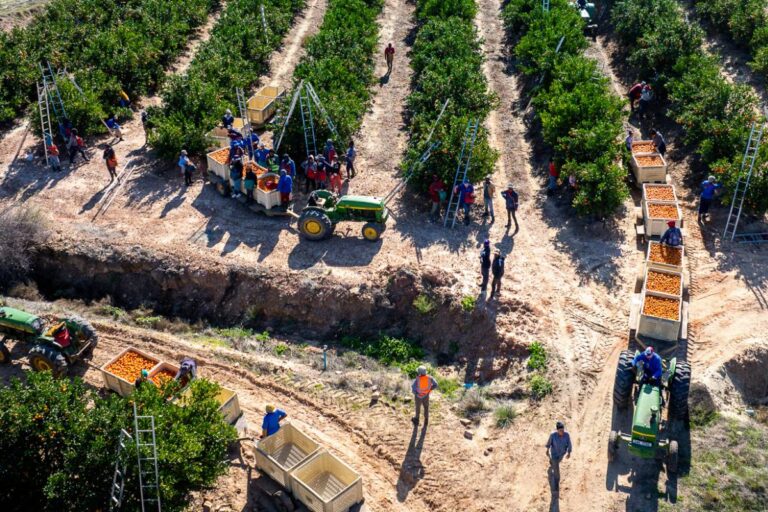 South African mandarin harvest was affected by floods
