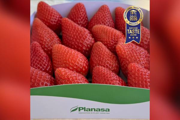 Planasa strawberry award