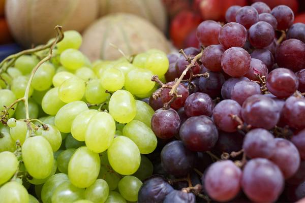 table grape south hemisphere
