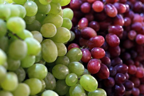 table grape south hemisphere