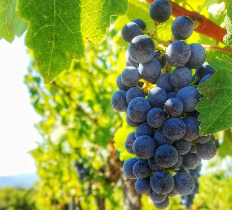 Italian table grapes