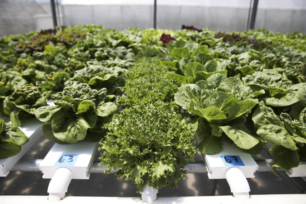 New imaging tool looks to shape how we grow food in space